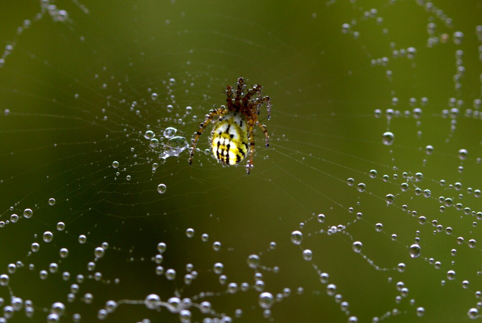 Arachnid place drops