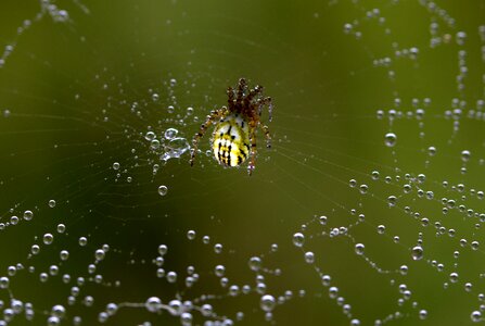 Arachnid place drops