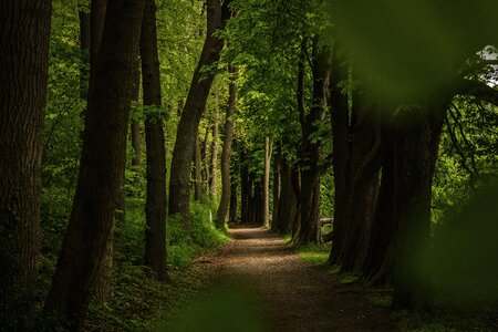 Forest path trees landscape photo