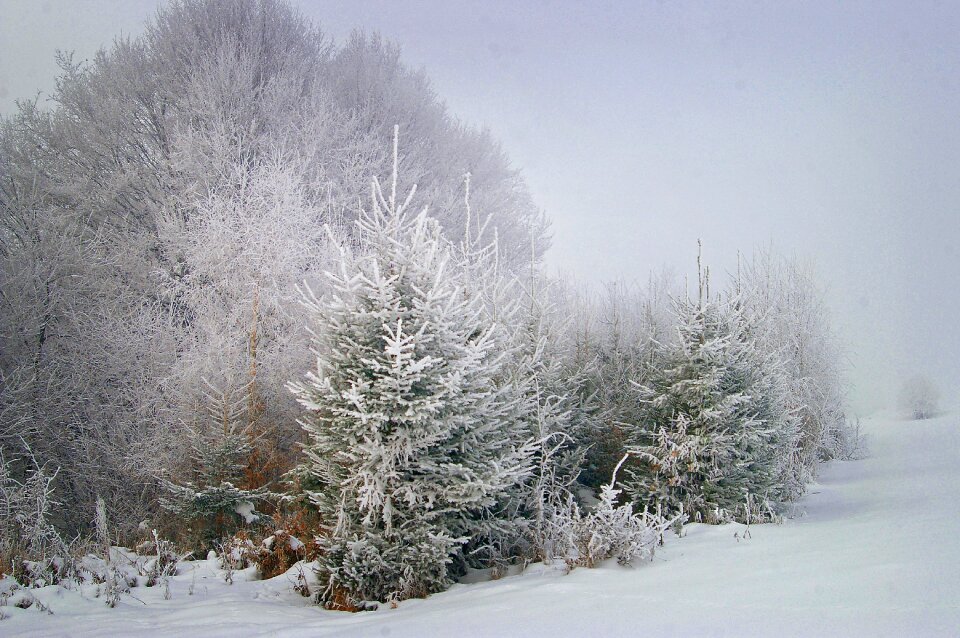 Nature view the fog