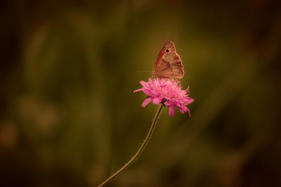 Landed nature close up