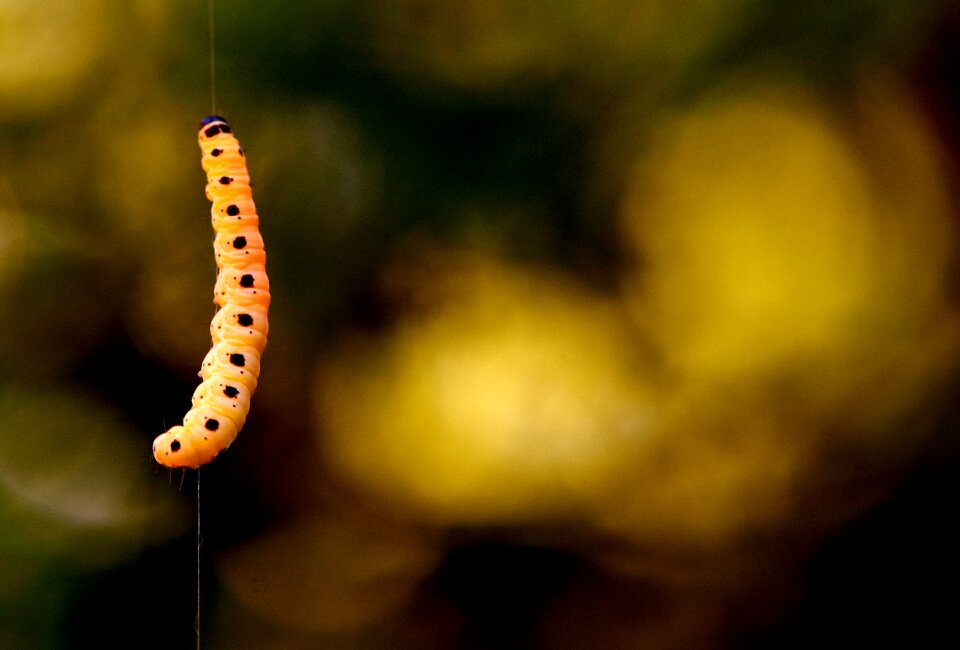 Caterpillar animal nature