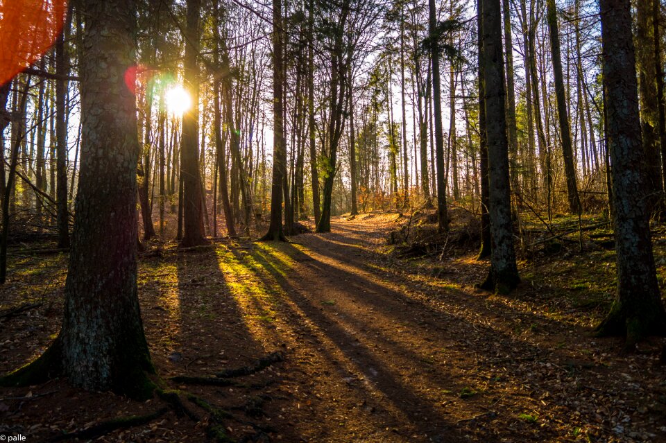 Shadow trees bright photo