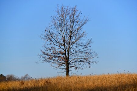 Reverie tree nature