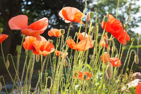 Plant poppy wild poppies