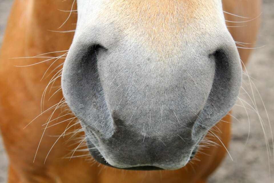 Haflinger close up horse head