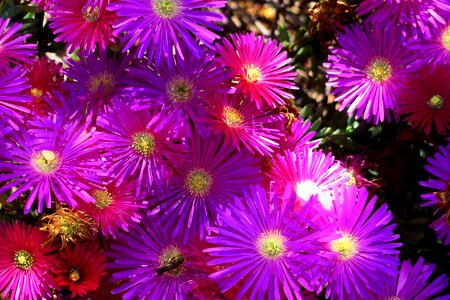 Flora gerbera flower violet