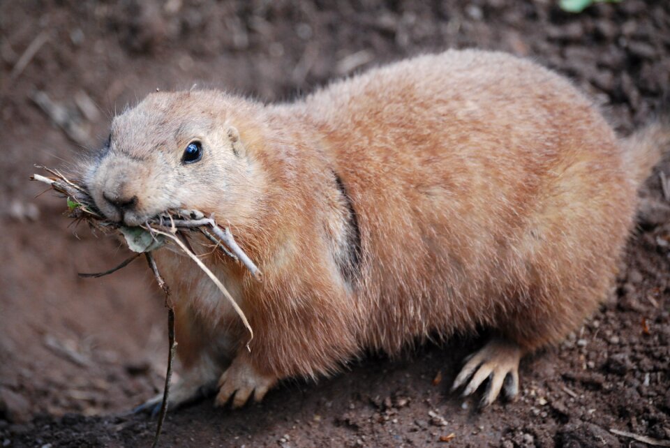 Prairie dog food meerkat