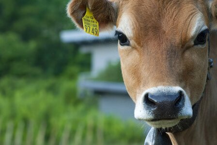 Farm look ruminant