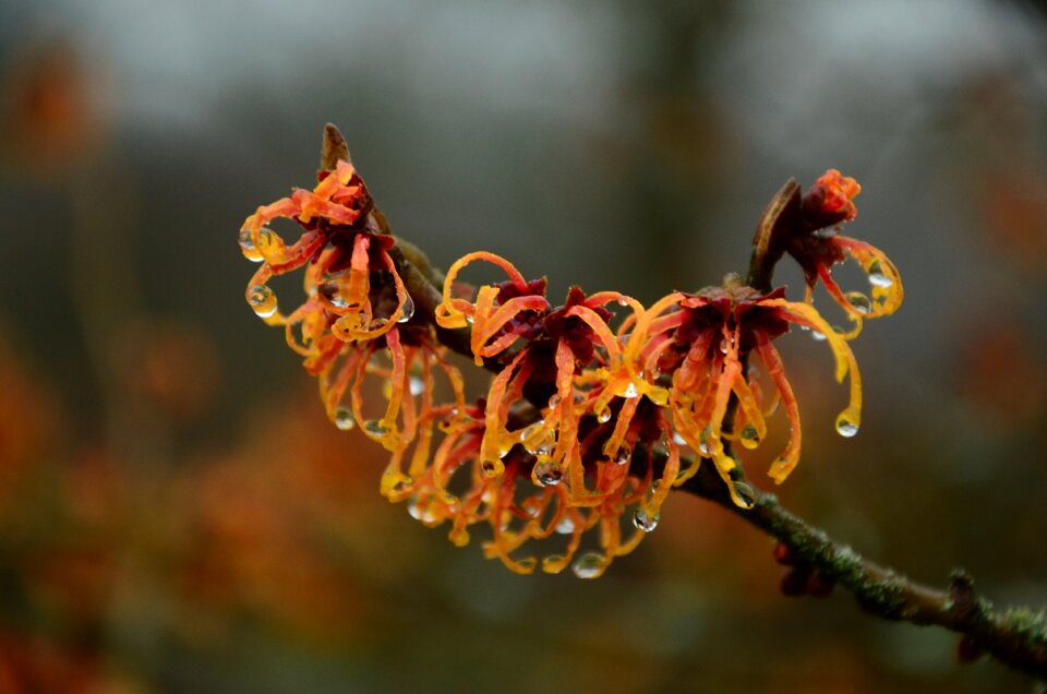 Flowers branch witch hazel plant