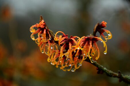 Flowers branch witch hazel plant