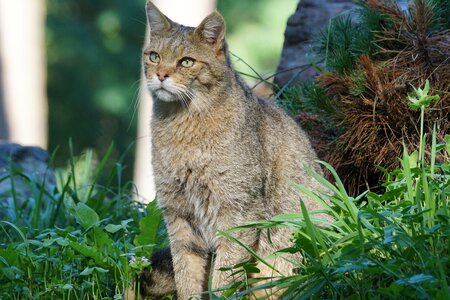 Wildcat nature wilderness