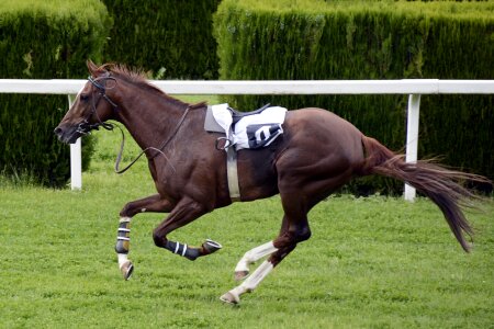 Jokey horses race