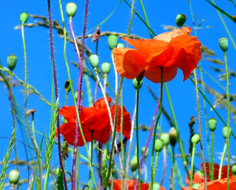 Red flowering light