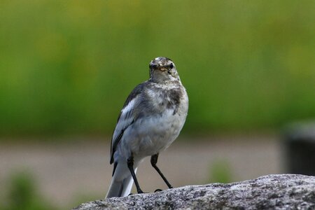 Young bird wild birds pond