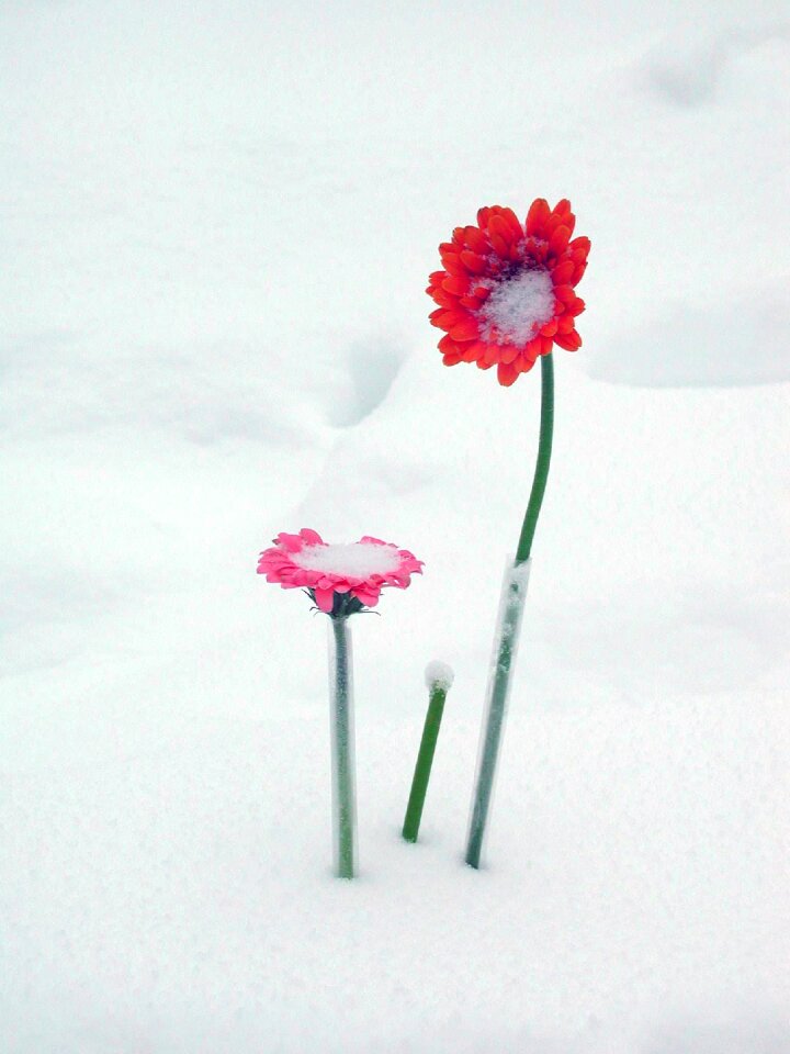 Daisy blossom winter