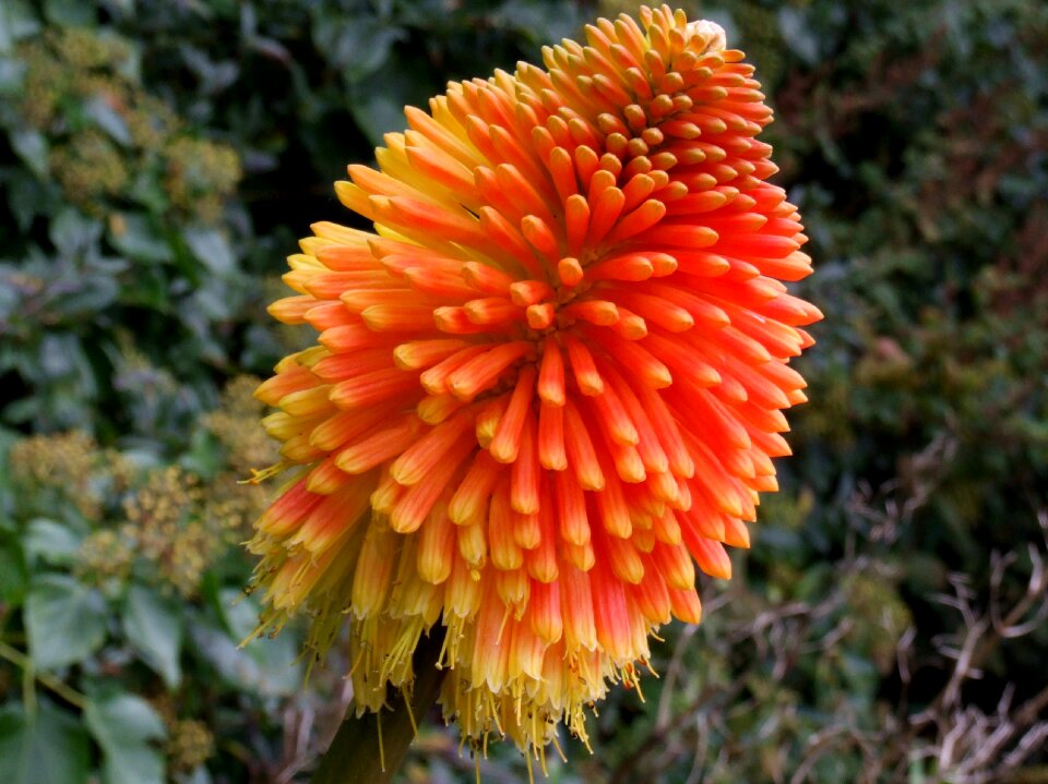 Yellow orange spring