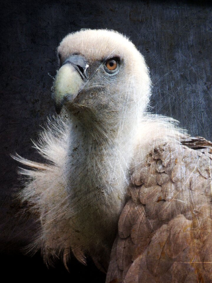Beak zoo griffon vulture