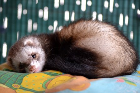Hurolates pets ferrets