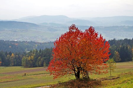 Nature tree colors