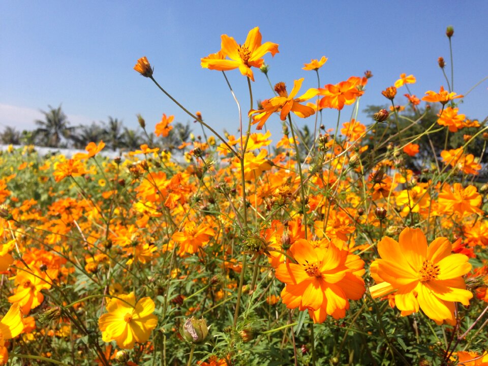 Summer chrysanthemum blue day