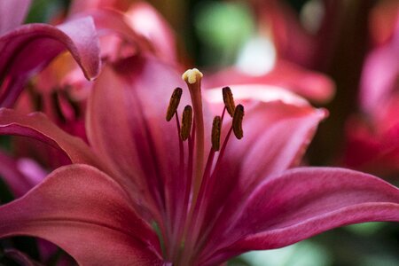 Flower peaceful nature