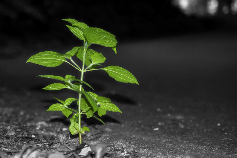 Plant forest on the ground