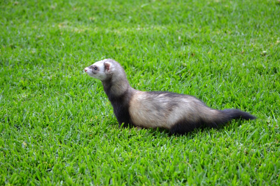 Hurolates pets ferrets