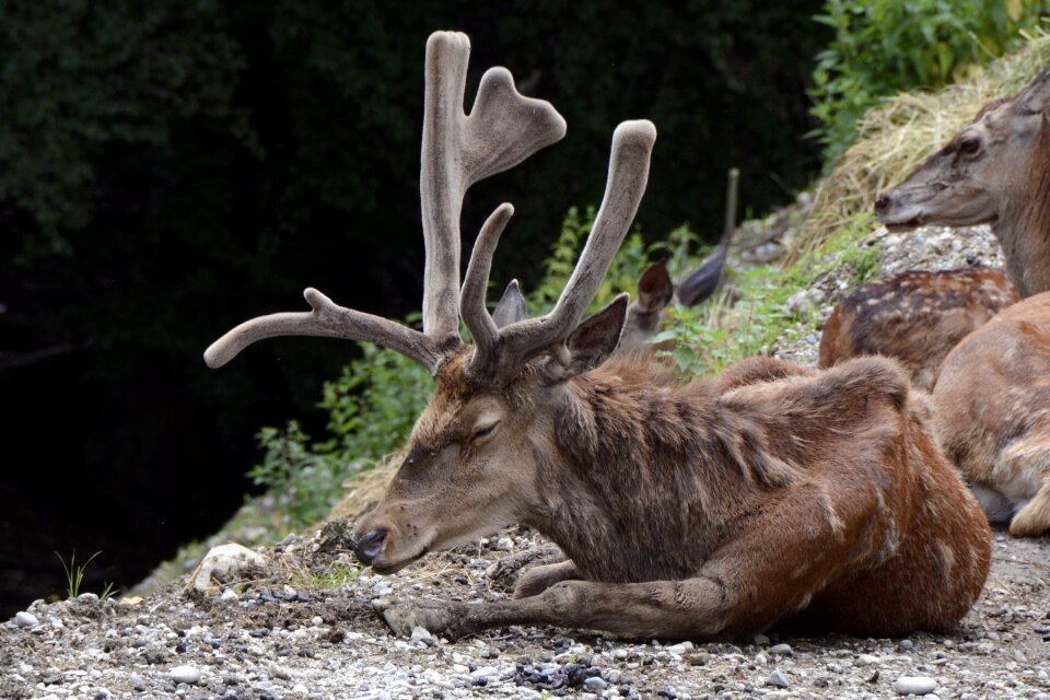 Antler antler carrier forest