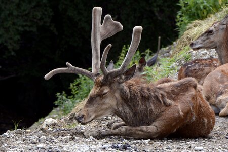 Antler antler carrier forest