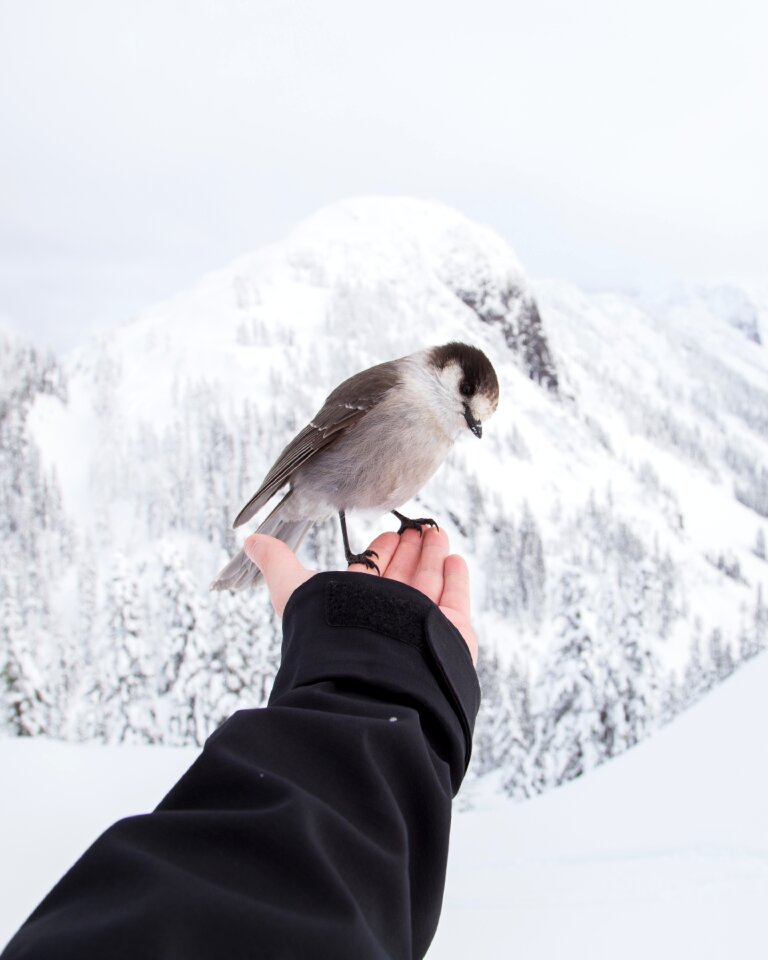 Nature hand person