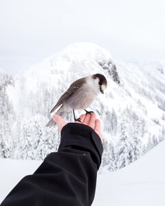 Nature hand person