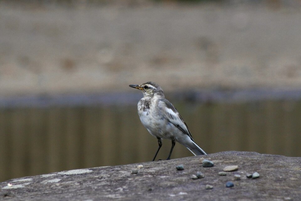 Young bird wild birds pond