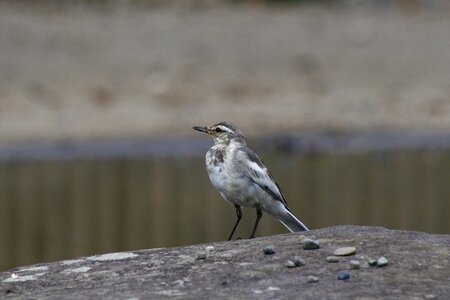 Young bird wild birds pond