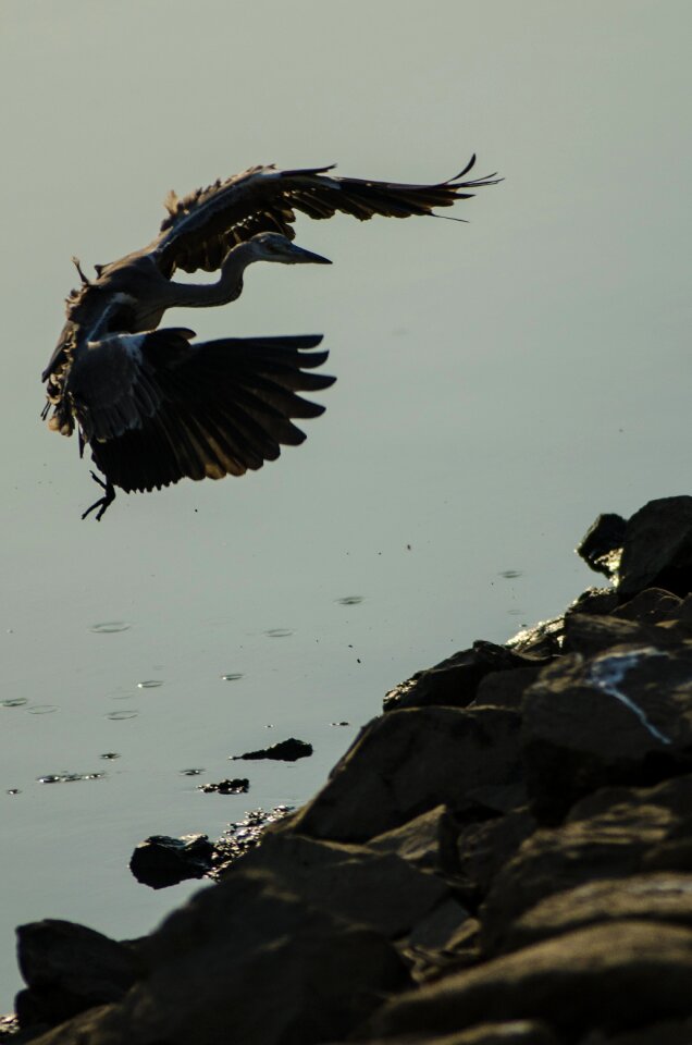 Landing nakdong river busan