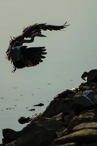 Landing nakdong river busan