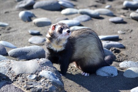 Hurolates pets ferrets