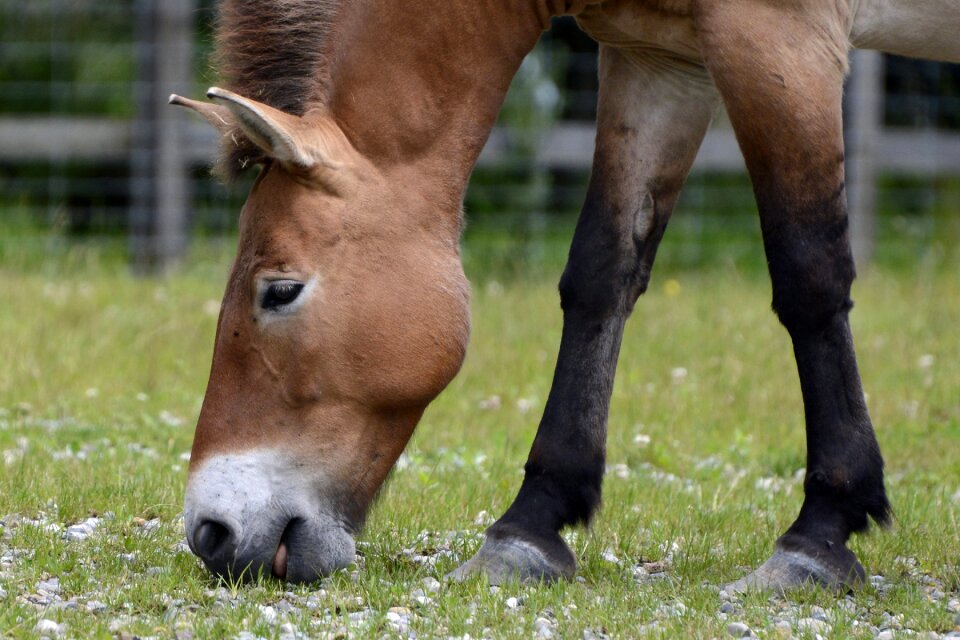 Eat graze mammal