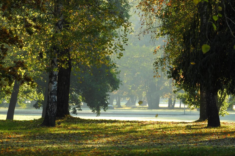 Czech budejovice stromovka fallen leaves
