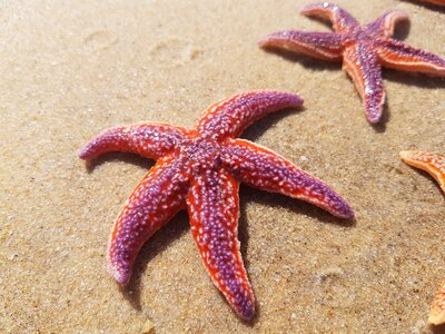Sea star star sea