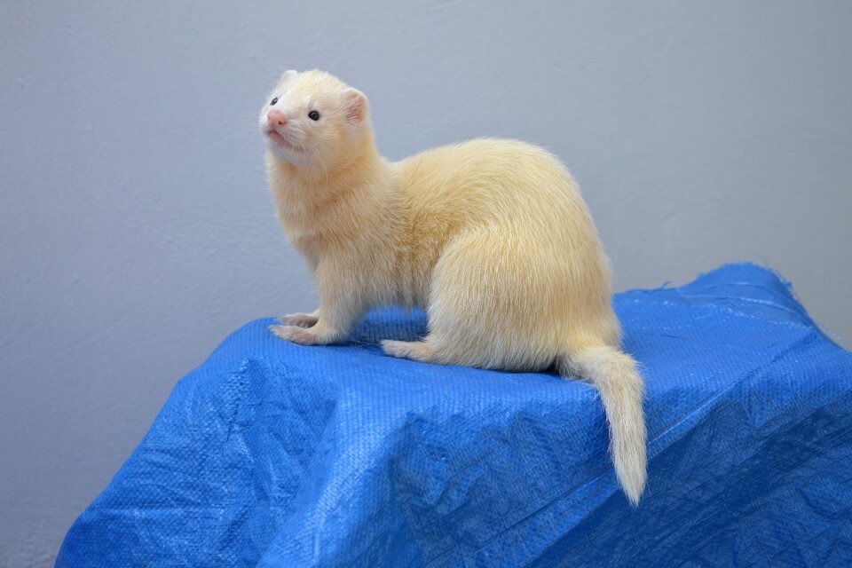 Hurolates pets ferrets