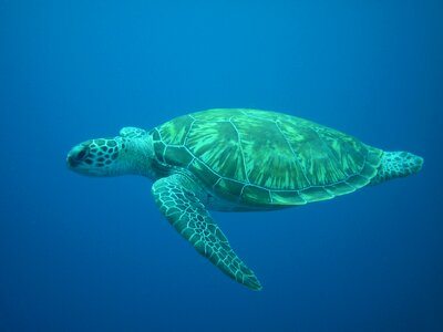 Turtle diving sea photo