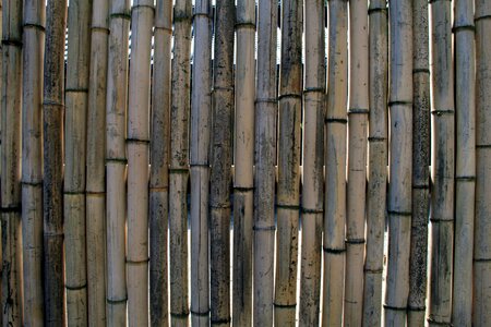 Fence wall bamboo wall photo