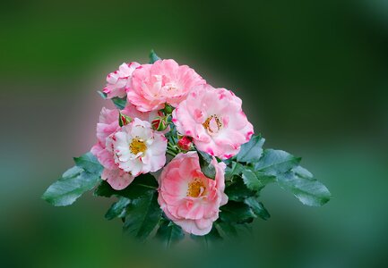 Pink rose bloom garden roses photo