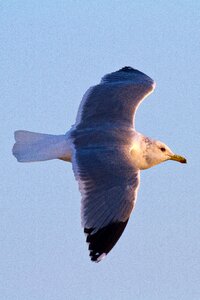 Bird soaring spread photo