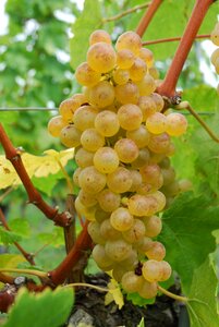 Chasselas white grape vine photo