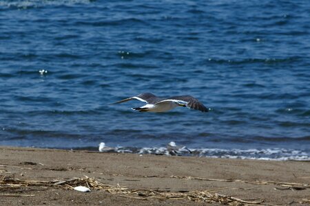 Seabird sea gull seagull