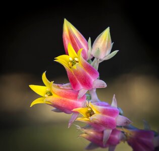 Nature botany exotic
