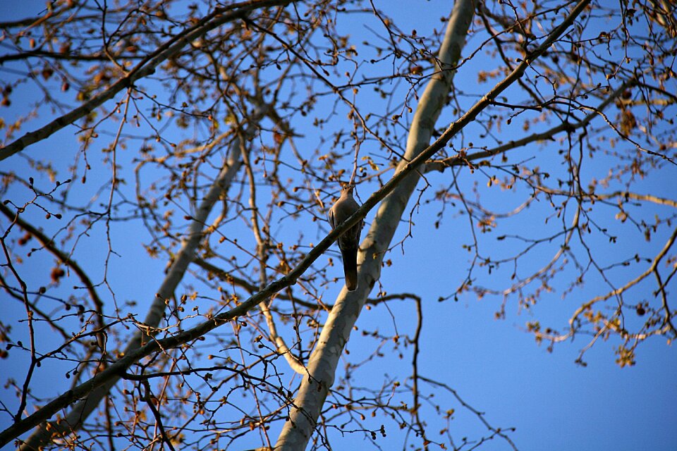 Blue sky flowering tree