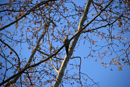 Blue sky flowering tree